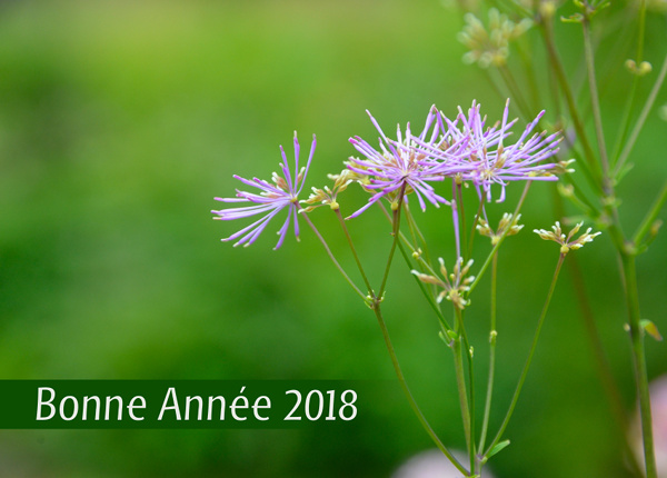 Flowers, Bonne Année 2018